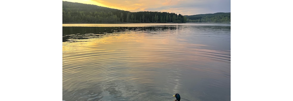 Hike to Vettakollen Viewpoint and Bonfire